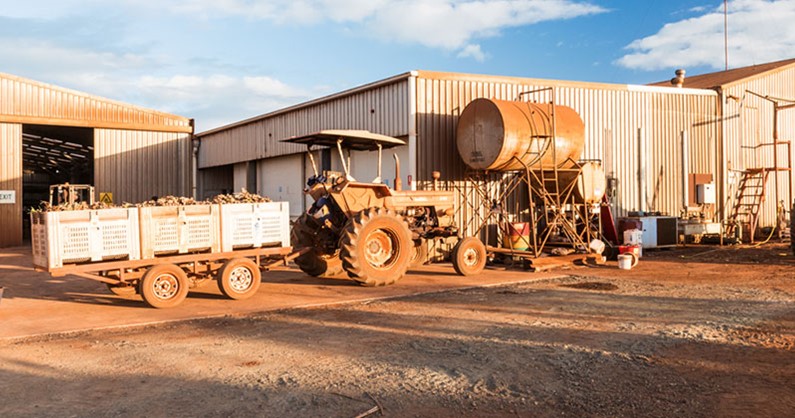 The ginger harvest feature image